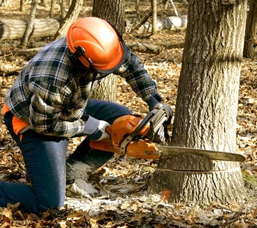 Tree Removal in Brownsville, MD